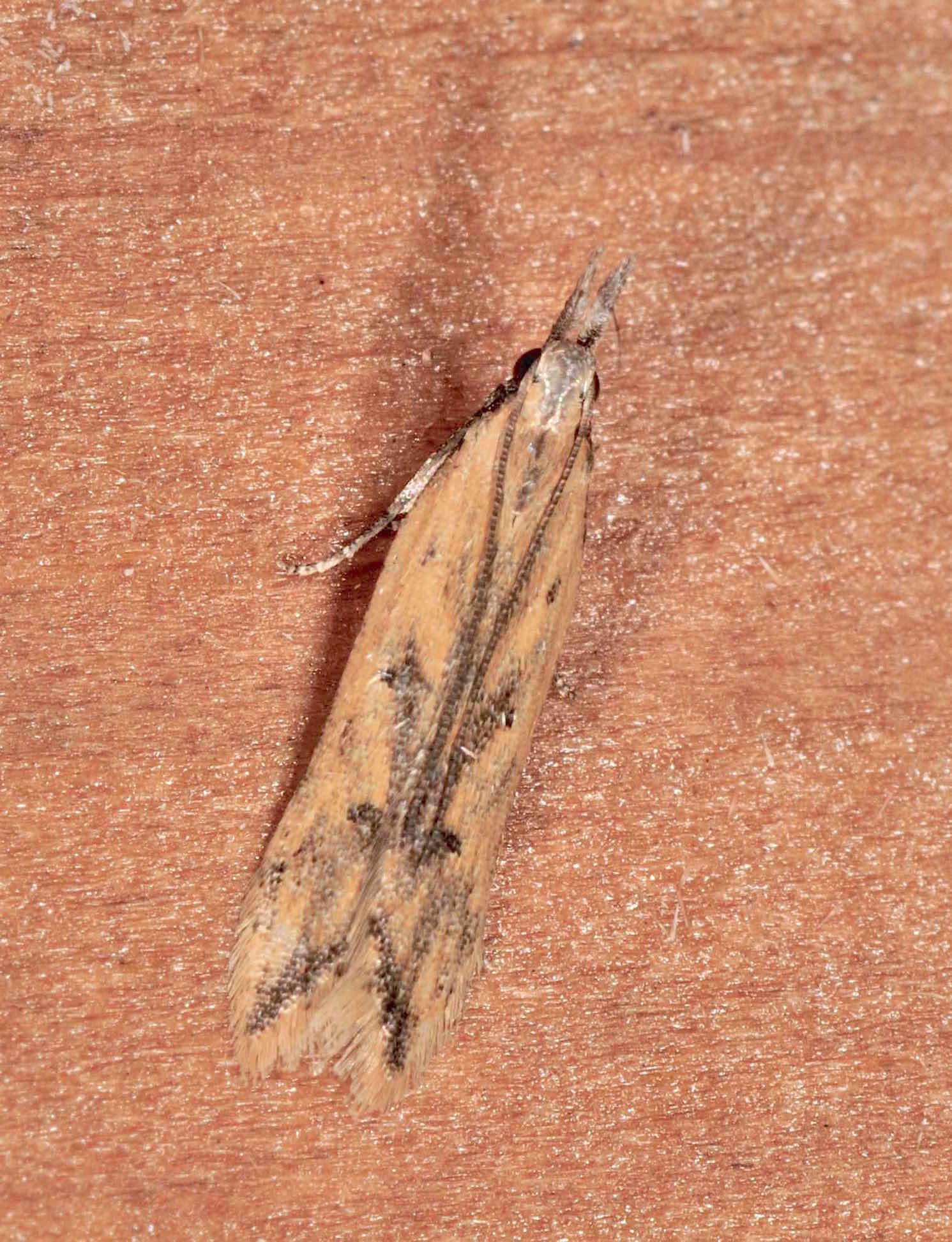 Gelechiidae: Dichomeris  cfr acuminatus